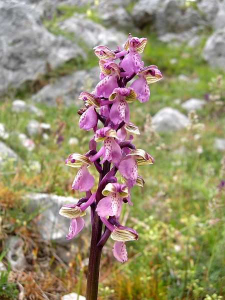 orchis morio......